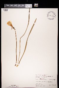 Image of Narcissus pseudonarcissus