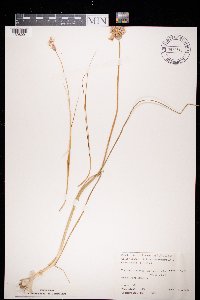 Image of Allium sphaerocephalum