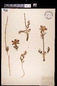 Image of Anemone pratensis