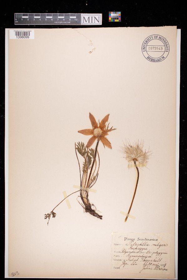 Pulsatilla vulgaris image