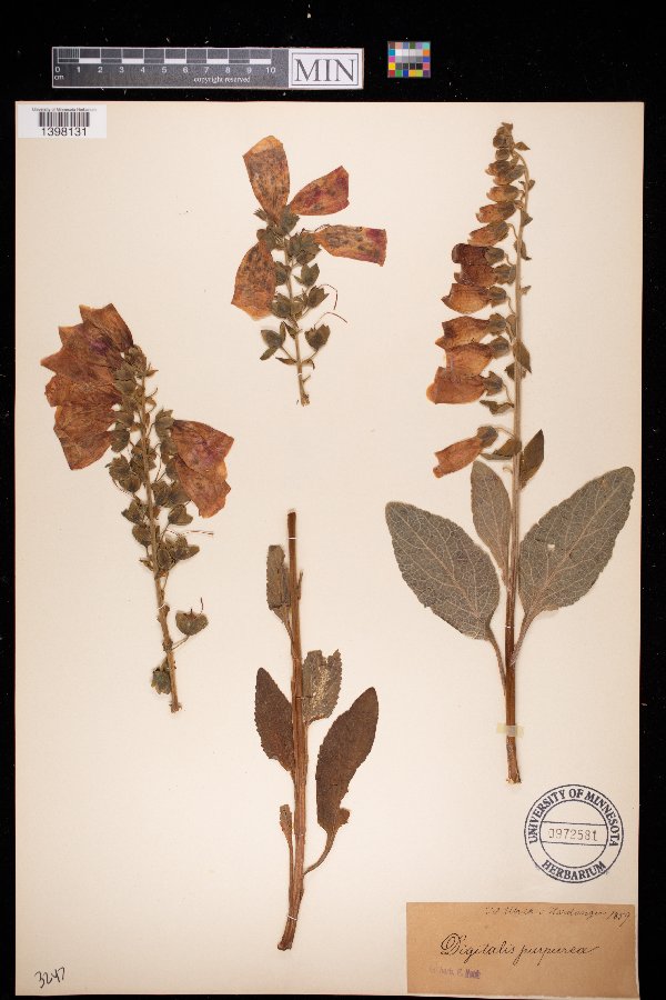 Digitalis purpurea image