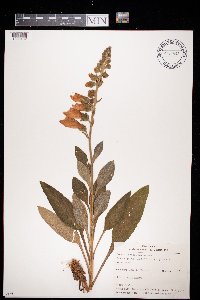 Digitalis purpurea image