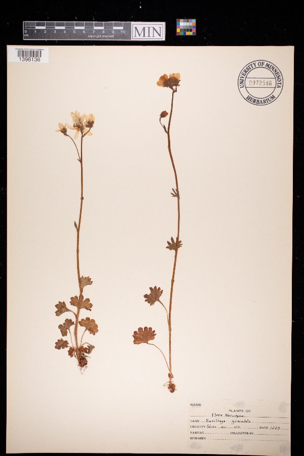 Saxifraga granulata image