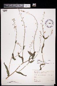 Image of Myosotis ramosissima