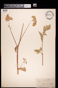 Angelica sylvestris image