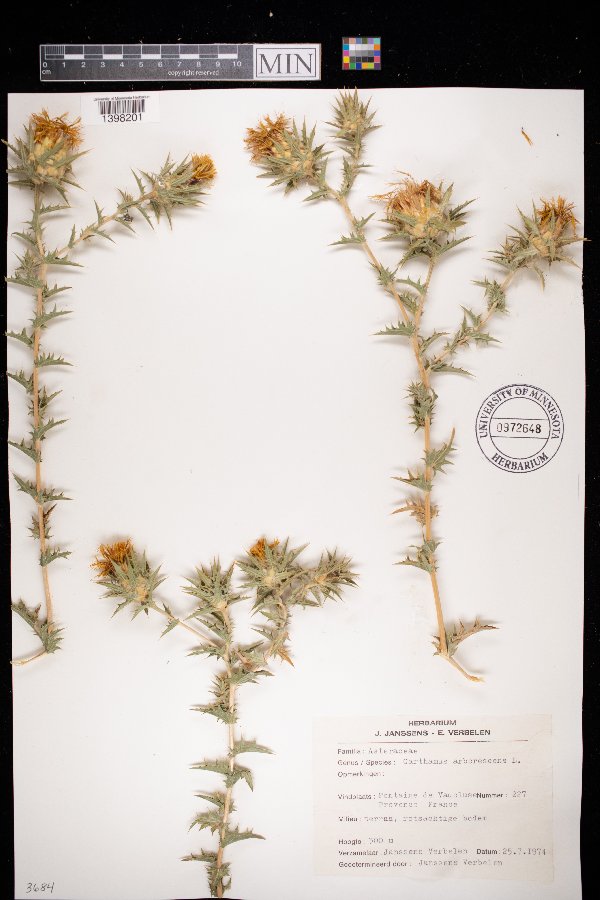 Carthamus arborescens image