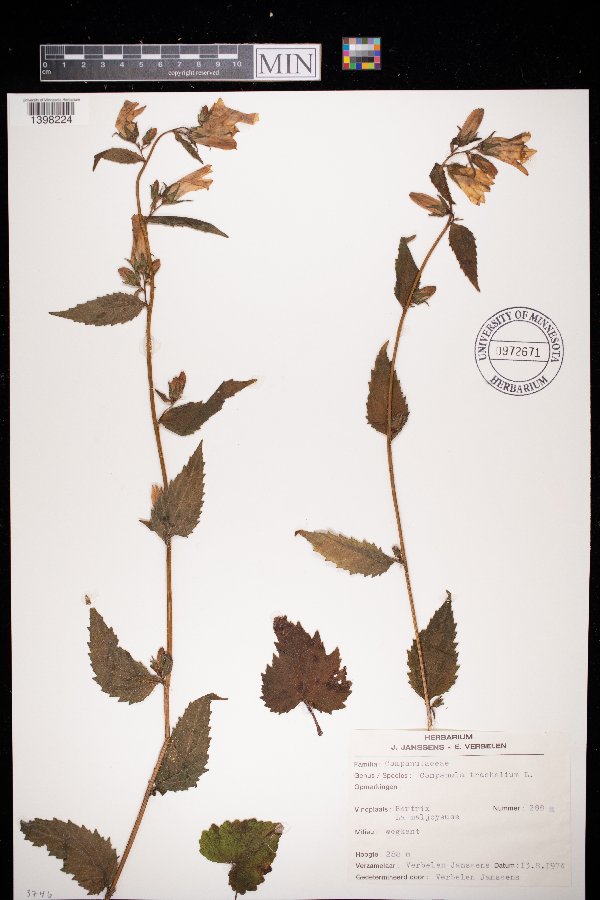 Campanula trachelium image