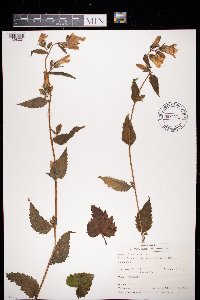 Image of Campanula trachelium