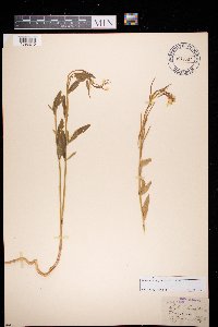 Image of Erysimum hieracifolium