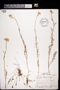Cardamine pratensis image
