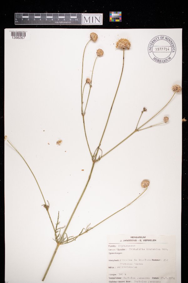 Cephalaria leucantha image