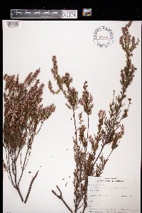 Calluna vulgaris image