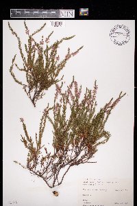 Calluna vulgaris image