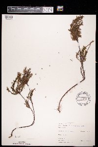 Calluna vulgaris image