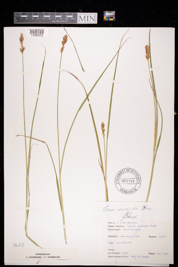 Carex disticha image