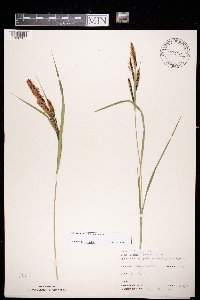 Carex nigra image