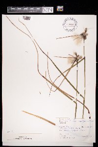 Eriophorum angustifolium image