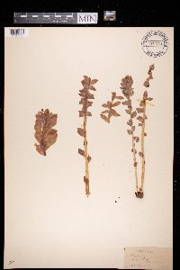 Rhodiola rosea image