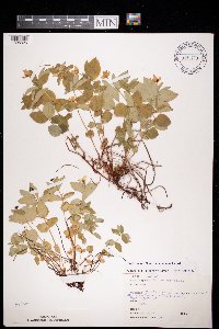 Cornus suecica image