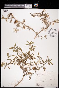 Solanum triflorum image