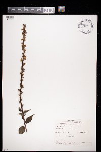 Image of Verbascum nigrum