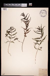 Melampyrum sylvaticum image