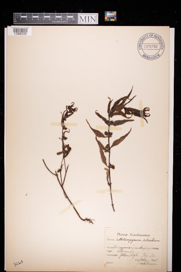 Melampyrum sylvaticum image