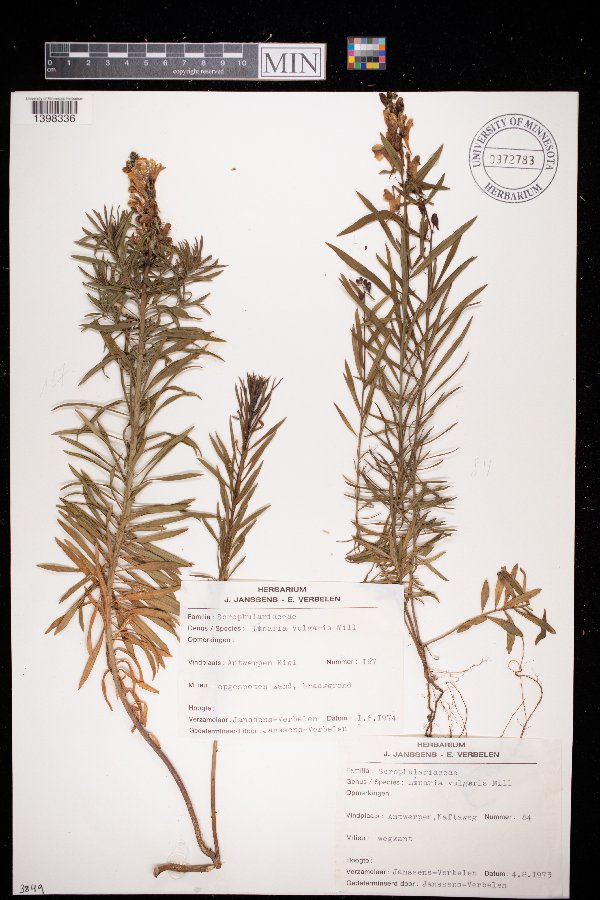 Linaria vulgaris image