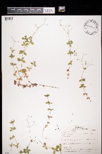 Galium rotundifolium image