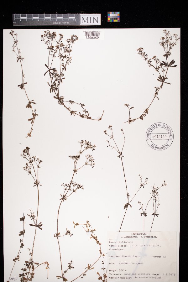 Galium pumilum image