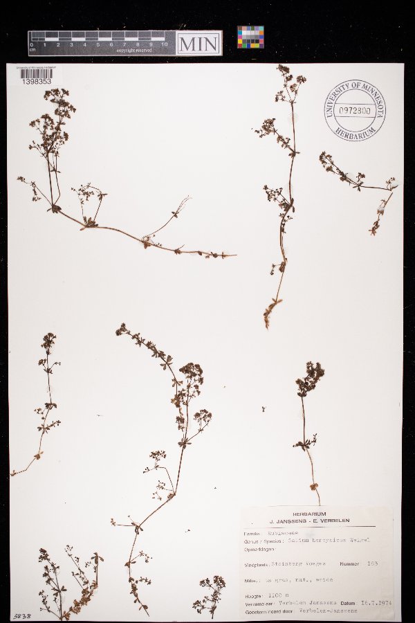 Galium saxatile var. saxatile image