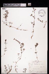 Galium saxatile image