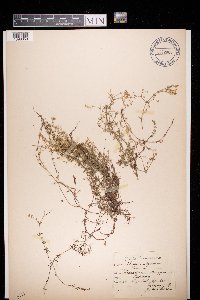 Galium uliginosum image
