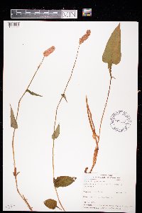 Bistorta officinalis image