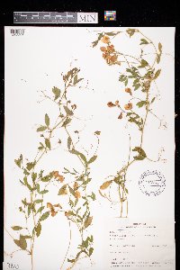 Lathyrus tuberosus image