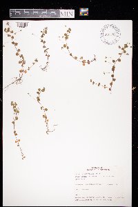 Image of Veronica filiformis