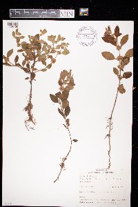 Mentha x verticillata image