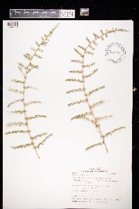 Image of Asparagus acutifolius
