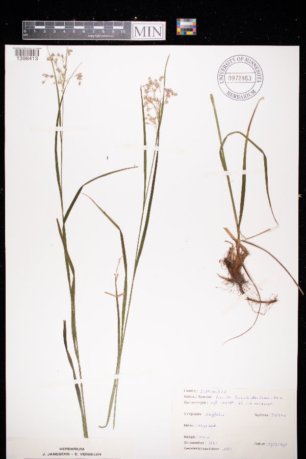 Luzula luzuloides image