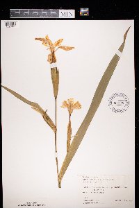 Iris pseudacorus image