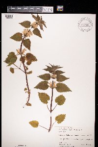 Lamium album image