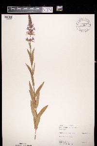 Lythrum salicaria image