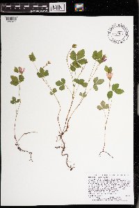 Rubus arcticus subsp. acaulis image