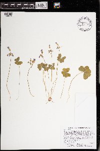 Oxalis violacea image