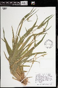 Carex blanda image