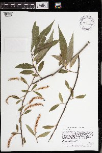 Salix x rubens image