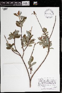 Salix planifolia image