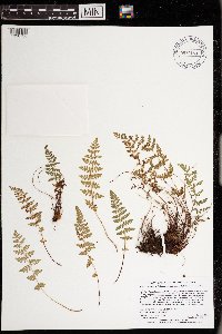 Woodsia oregana subsp. cathcartiana image