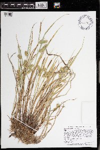 Carex hystericina image