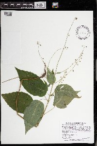 Circaea lutetiana image